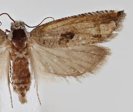  Female. © Loren Jones. Image used with permission.
